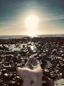 Shining Crab Shining Crab