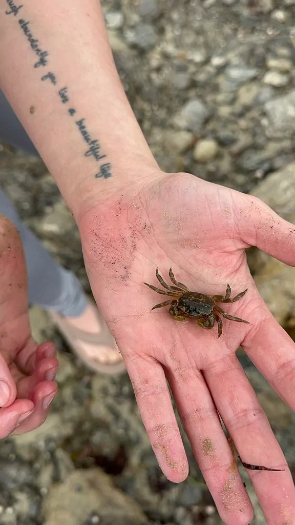 crab in hand crab in hand