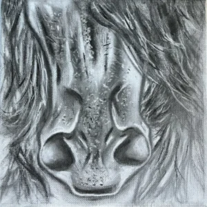 The horse
